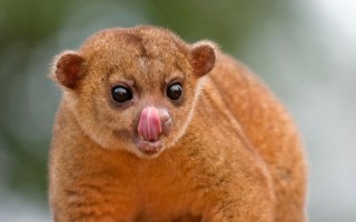 蜜熊官方版游戏下载，蜜熊安卓游戏下载