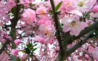 桃花视频 免费高清在线观看官方版游戏下载，桃花视频 免费高清在线观看安卓游戏下载